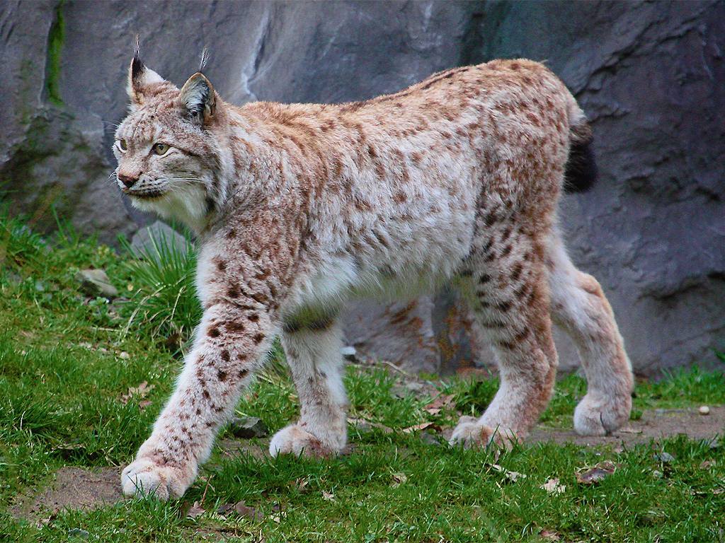 Обыкновенная, или евразиатская рысь (Lynx lynx).