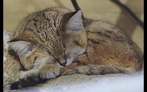 Песчаная, барханная, или пустынная кошка (Felis margarita)