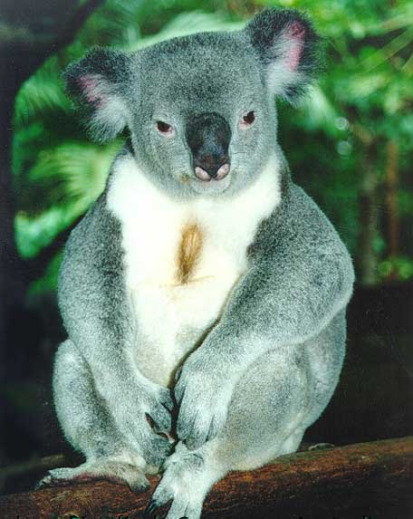 Австралийский коала, сумчатый медведь