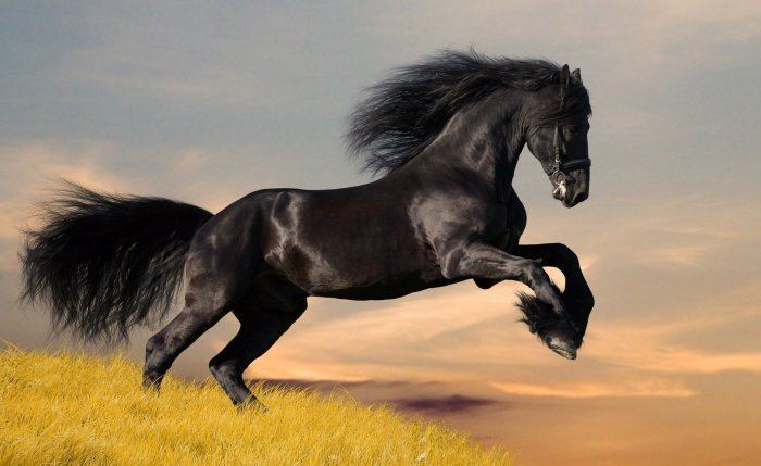 Лошадь - животное из сказки