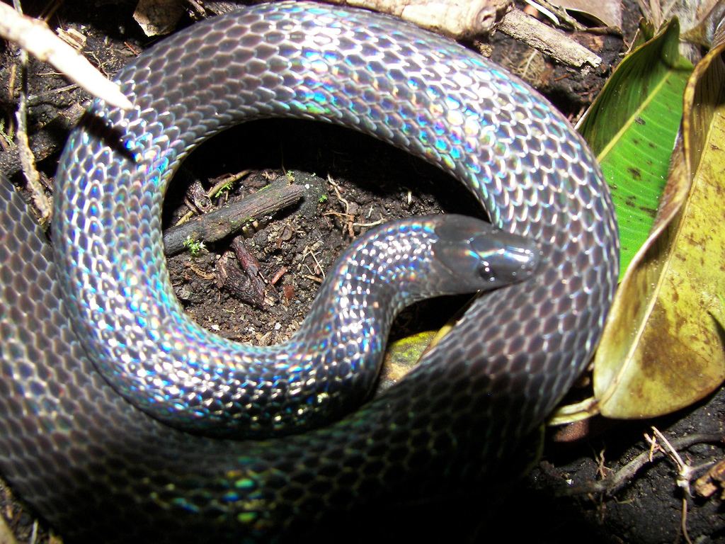 Мексиканский земляной питон или Двуцветная змея (Loxocemus bicolor).
