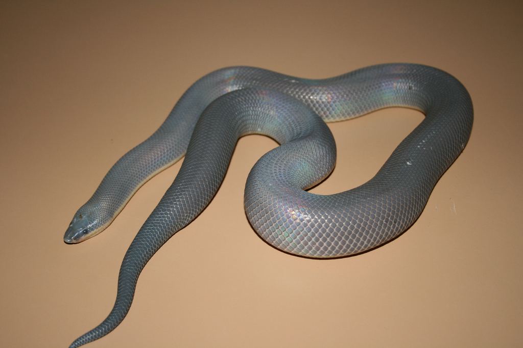 Мексиканский земляной питон или Двуцветная змея (Loxocemus bicolor).