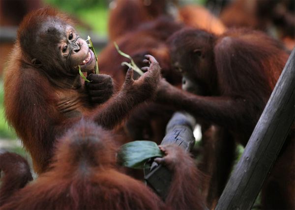 Жизнь орангутанов в заповеднике