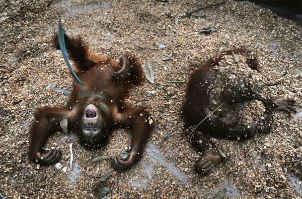 Жизнь орангутанов в заповеднике