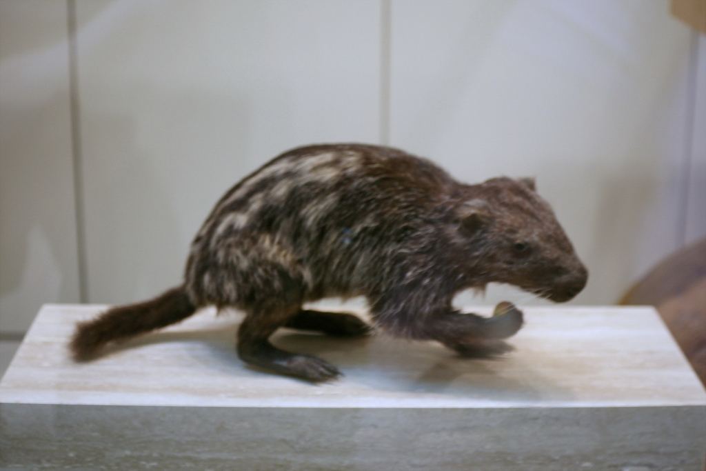 Ужасная мышь или Пакарана (Dinomys)