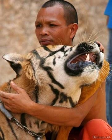 Тигры Тайланда