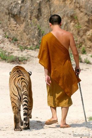 Тигры Тайланда