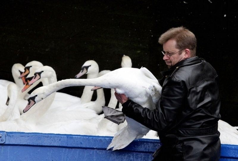 Городской совет Гамбурга отправил лебедей на зимовку