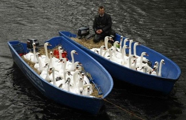 Городской совет Гамбурга отправил лебедей на зимовку