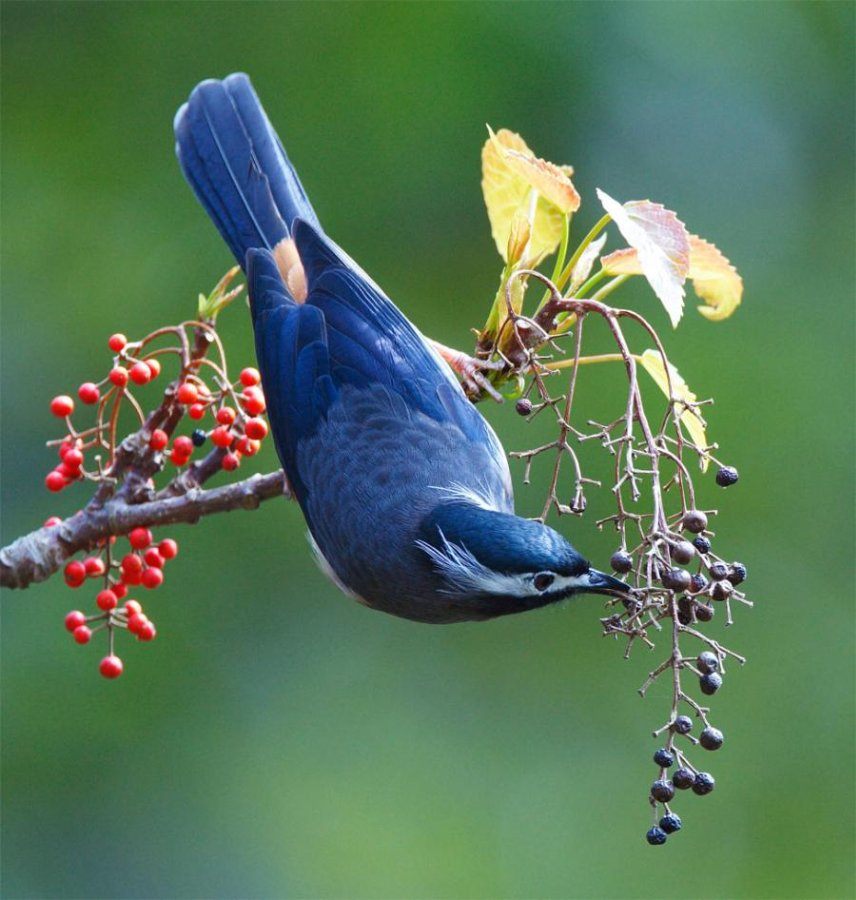 Птицы одни из удивительных созданий природы.