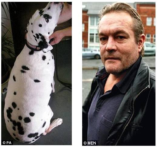 50-летний Джон Грин раскормил своего далматина по кличке Барни до 70 килограммов