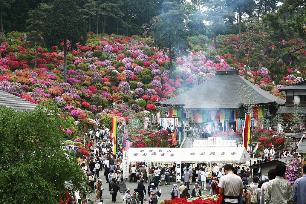 Красочный фестиваль азалий проходит ежегодно в городе Татэбаяси