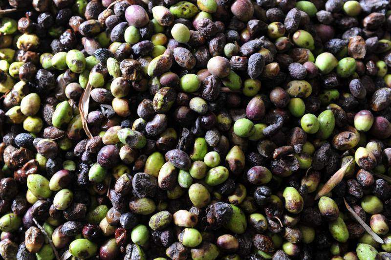 Крупный план оливок, собранных в оливковых рощах в Турмус-Айя на Западном берегу.(UPI/Debbie Hill)