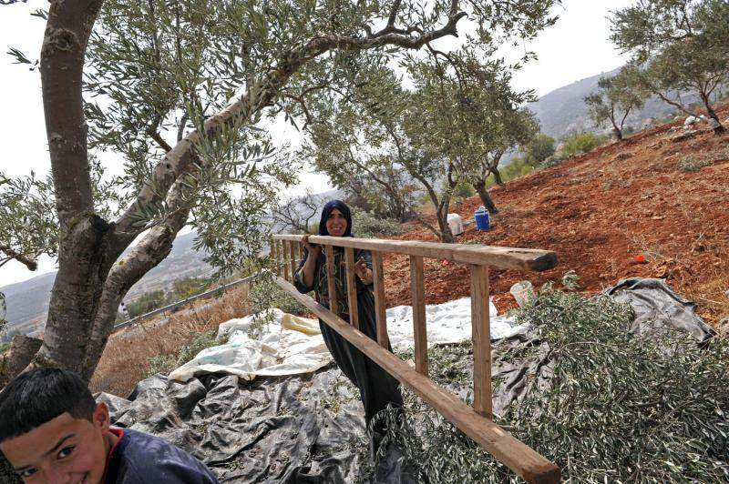 Палестинец несет лестницу в оливковой роще, в ходе ежегодного урожая в оливковых рощах местечка Турмус-Айя на Западном берегу.(UPI/Debbie Hill)