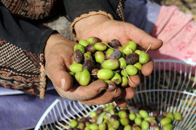 Палестинка держит оливки собранные в оливковых рощах в Турмус-Айя. (UPI/Debbie Hill)