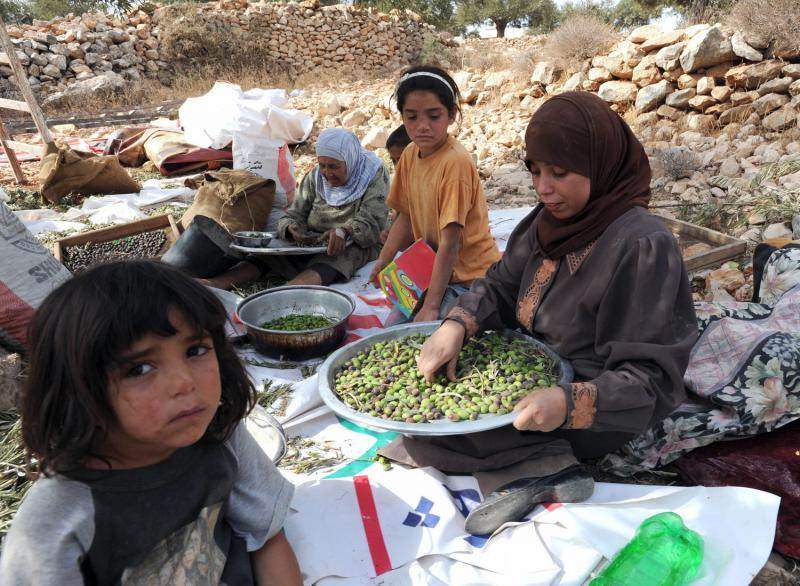 Палестинцы выбирают листья из маслин во время ежегодного сбора урожая в оливковых рощах в местечке Сильвад на Западном берегу. (UPI/Debbie Hill)