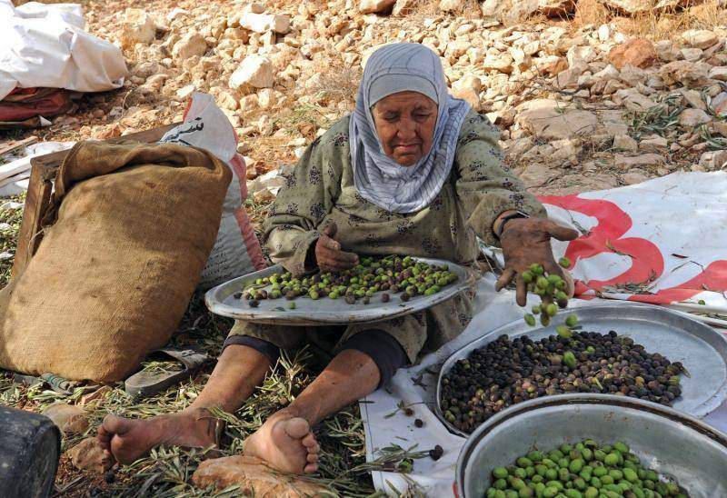Пожилая палестинка сортирует оливки во время ежегодного сбора урожая в оливковых рощах в местечке Сильвад на Западном берегу. (UPI/Debbie Hill)