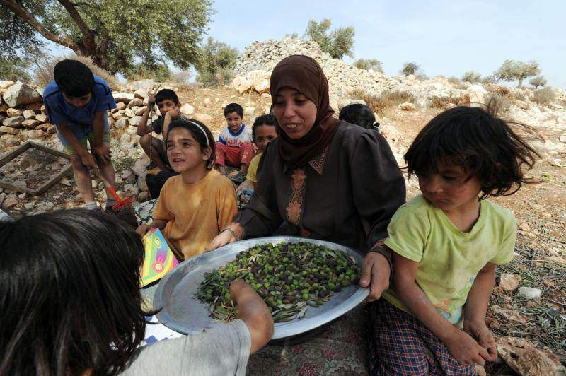 Палестинцы собирают оливки в оливковых рощах в местечке Сильвад на Западном берегу. (UPI/Debbie Hill)