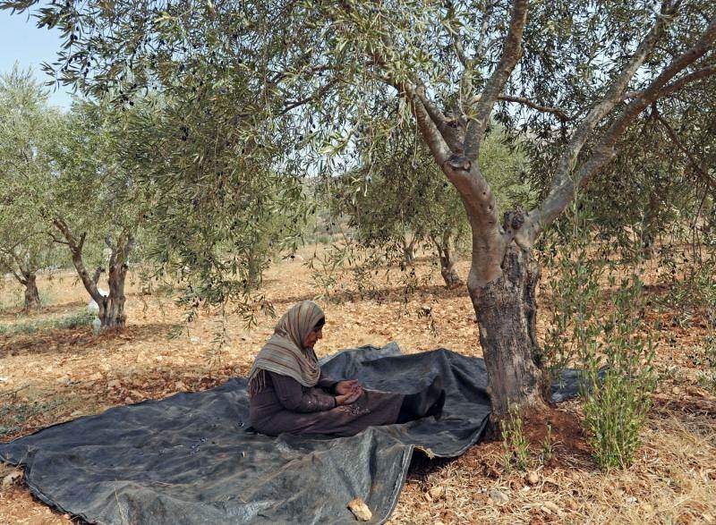 Палестинка молится под оливковым деревом во время ежегодного сбора урожая в местечке Турмус-Айя на Западном берегу. (UPI/Debbie Hill)