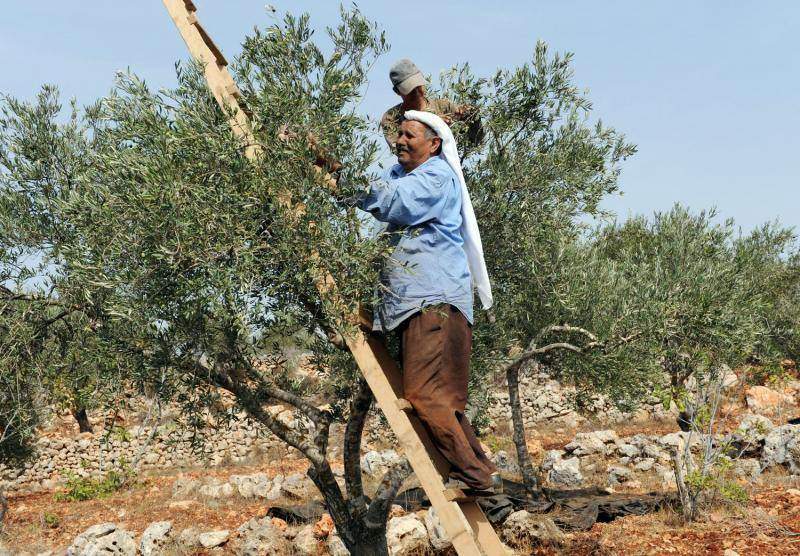 Палестинцы собирают оливки в Турмус-Айя на Западном берегу.(UPI/Debbie Hill)