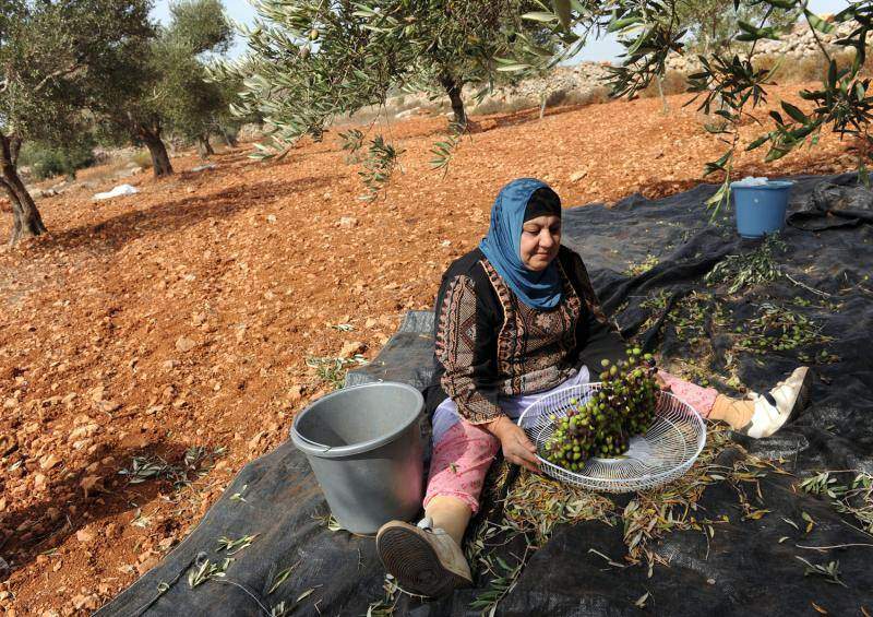 Палестинка выбирает листья из собранных плодов в оливковых рощах  местечка Турмус-Айя на Западном берегу.(UPI/Debbie Hill)