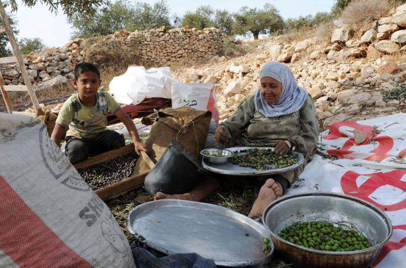Пожилая палестинка выбирает листья из собранных оливок в ходе ежегодного сбора урожая в оливковых рощах местечка Сильвад на Западном берегу. (UPI/Debbie Hill)