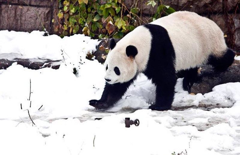 Панда исследует снег