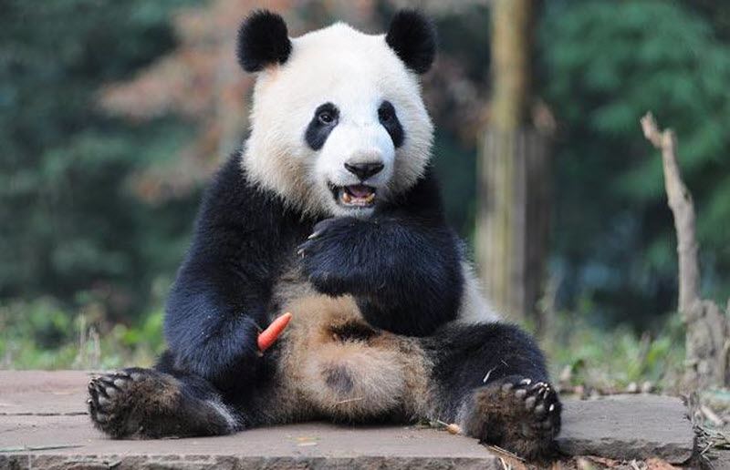 Двухлетний самец панды