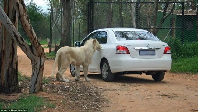 Лев, гуляющий по парку, подошел к автомобилю Toyota и открыл заднюю дверь
