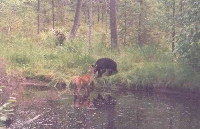 Олень и медведь. Случай у озера.