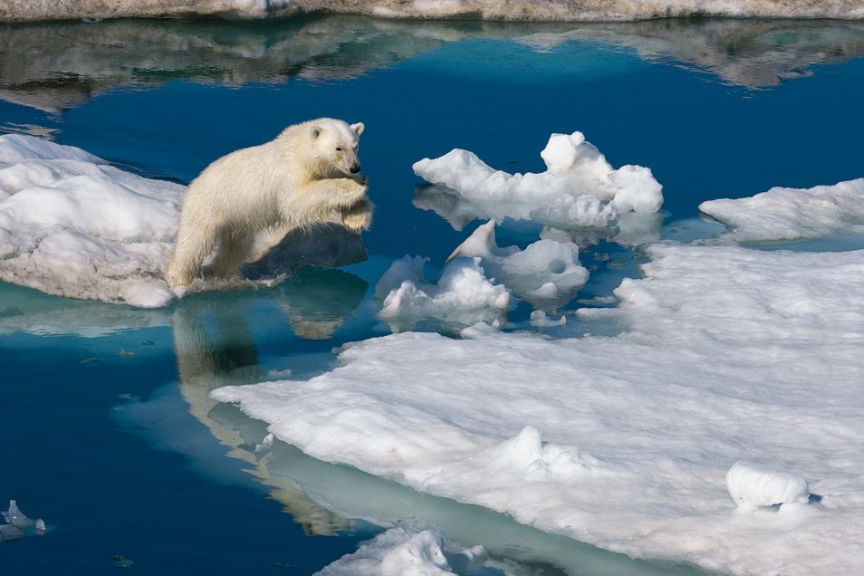 Молодой полярный медведь перепрыгивает с льдины на льдину. Баренцево море, Шпицберген, Норвегия.