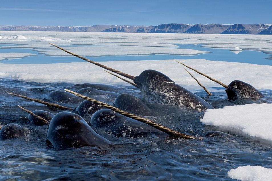 Нарвалы погружаются глубоко под лед, чтобы кормиться арктической треской, а затем, высоко подняв свои бивни, всплывают на поверхность подышать. Ланкастер Саунд, Нунавут, Канада.