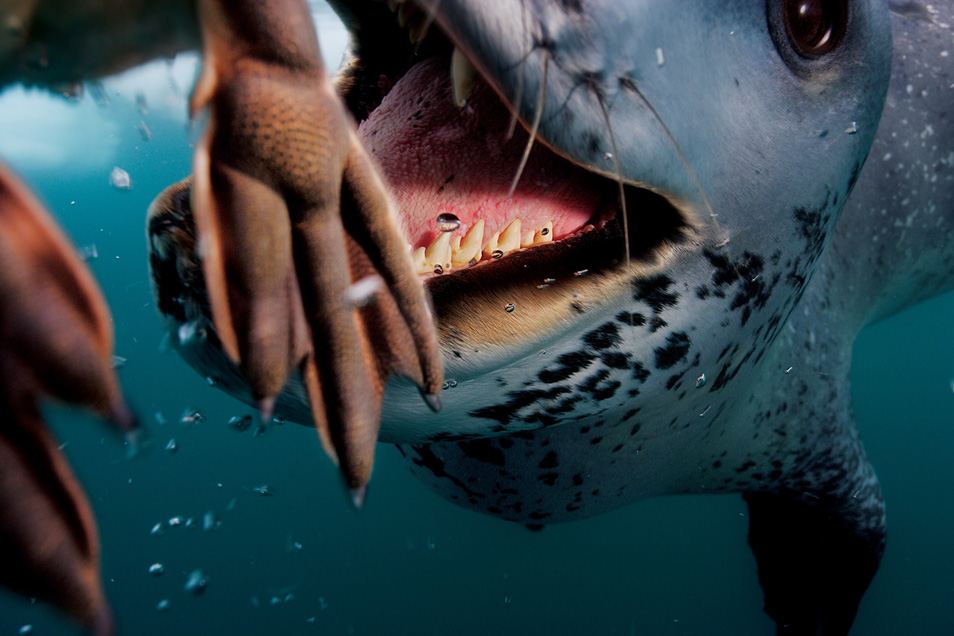 Морской леопард «кормит» фотографа Поля Никлена пингвинами. 