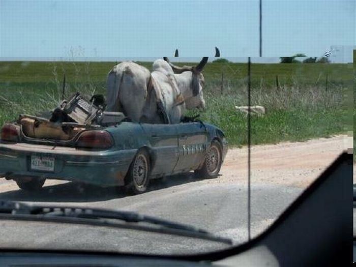 Авто для перевозки коровы