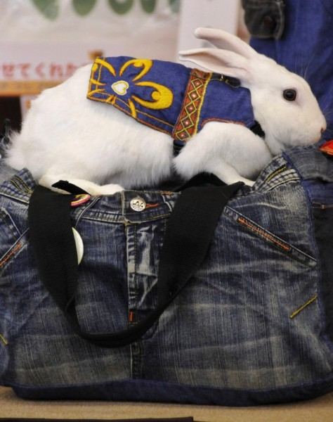 День высокой моды для кроликов