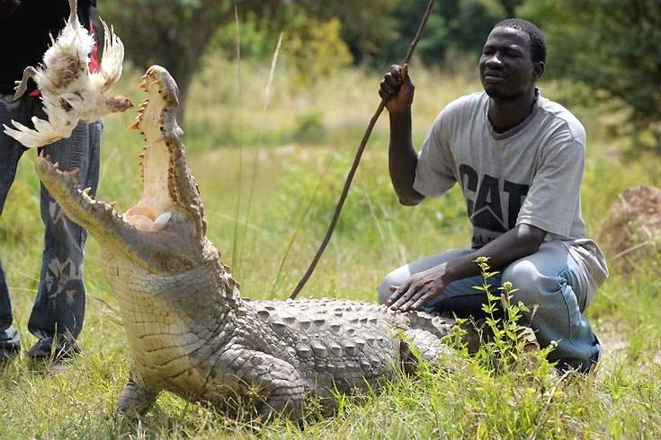 В Буркиа-Фасо туристам ради забавы дают покормить крокодила