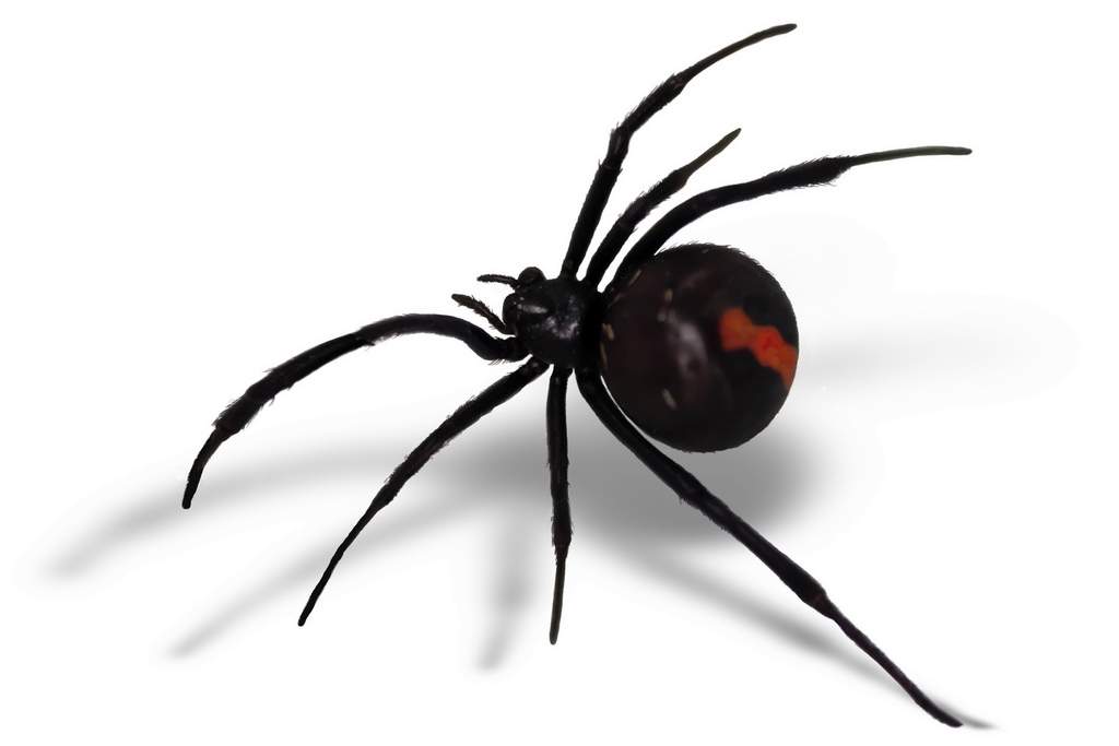 Lactrodectus hasselti - небольшие пауки с красной полосой на спине обитают в Австралии.