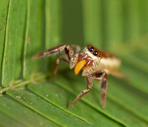 Биологи обнаружили травоядного паука в Центральной Америке (фото Robert L. Curry).