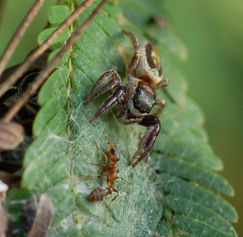 Самка B. kiplingi защищает своё гнездо от рабочих муравьёв. Эти пауки являются по сути обманщиками, они пьют нектар и едят тельца Белта, предназначенные для муравьёв, но при этом в отличие от последних не защищают растение. А благодаря своему хорошему зрению (восемь глаз) и проворности им удаётся сбежать от муравьиной охраны (фото Robert L. Curry).