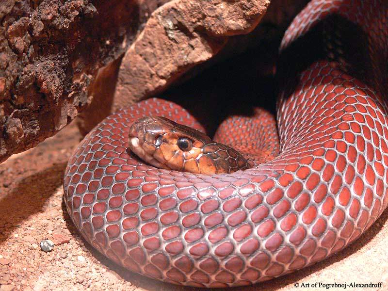Существует змея, выбрасыва­ющая струйку яда на расстояние до четырех метров! Три вида таких змей-кобр обитает в тропических лесах Африки и Южной Азии.