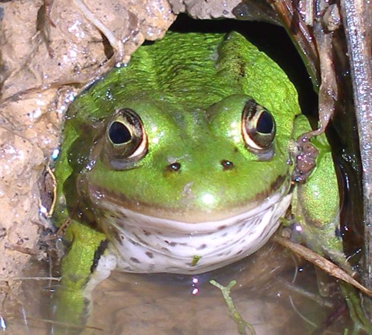 На севере Южной Америки живет суринамская жа­ба.