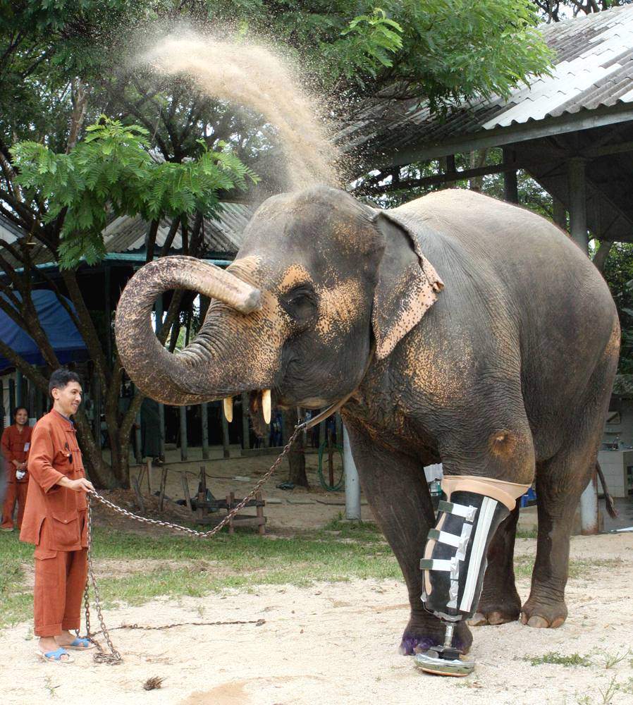 Познакомьтесь с Мотолой – 48-летней самкой слона, которая потеряла ногу 10 лет назад, наступив на мину на Тайско-Мьянманской границе.