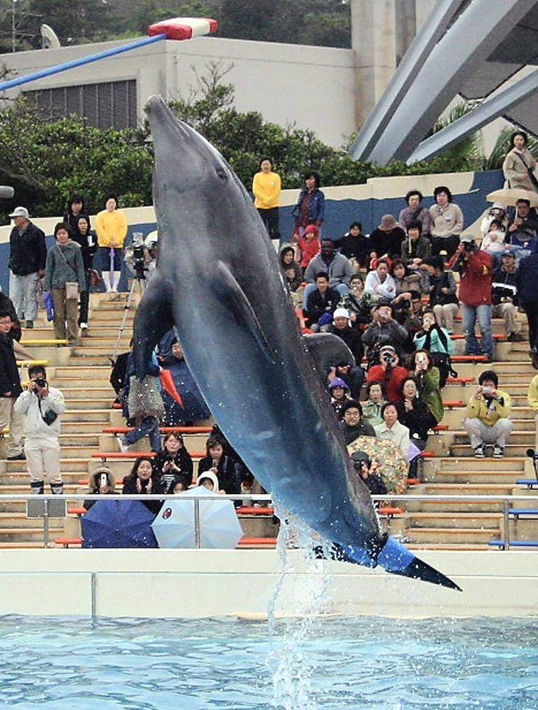 Фуджи – 28-летний обитатель аквариума Окинава Чурауми в Японии, получил резиновый хвост, сделанный добровольцами из знаменитой фирмы по производству шин «Bridgestone».
