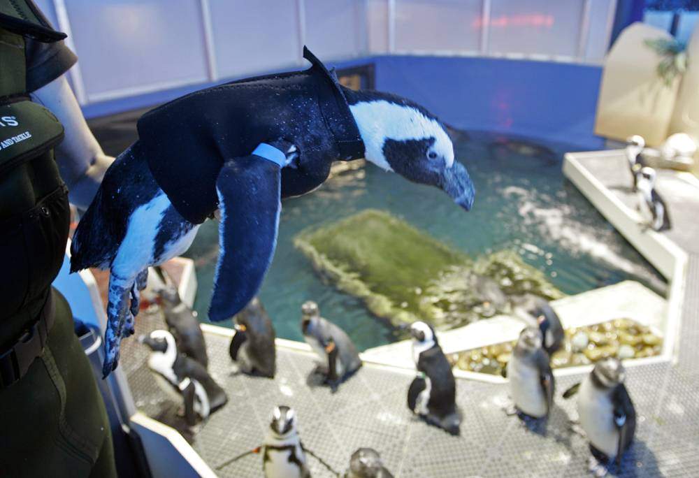 Этот 26-летний африканский пингвин из Калифорнийской академии науки потерял главный перьевой покров, отчего он не мог плавать в воде