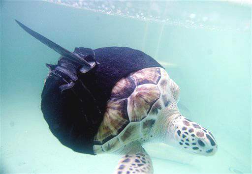 атака акулы оставила 5-летнюю морскую черепаху Эллисон с одним единственным плавником