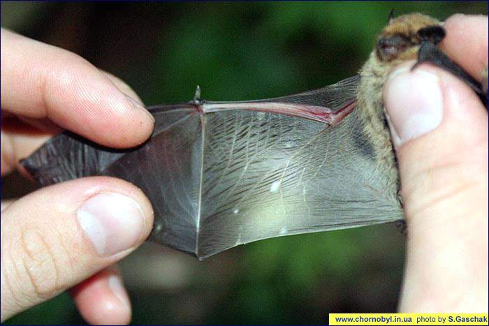 Летучая мышь - Нетопырь пигмей (Pipistrellus pygmaeus)