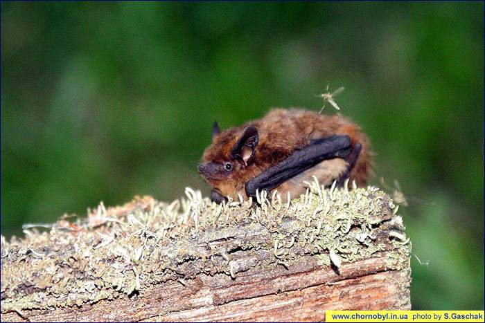 Летучая мышь - Нетопырь лесной (Pipistrellus nathusii)