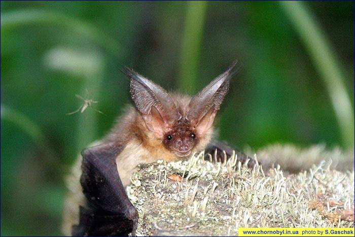Летучая мышь - Ушан бурый - (Plecotus auritus)