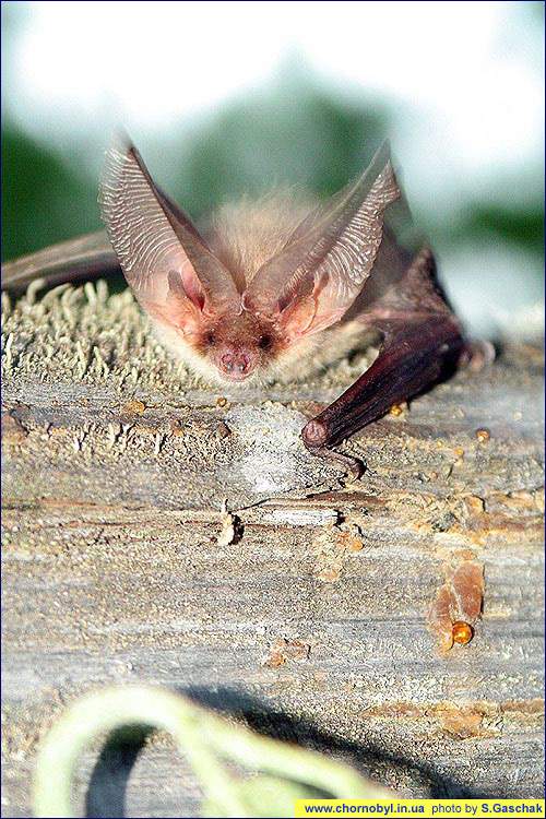Летучая мышь - Ушан бурый - (Plecotus auritus)