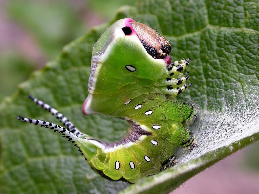 Гусеница зеленой бабочки